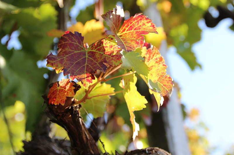 Homeland 6, sunny, autumn, vine, grapevine leaves, HD wallpaper