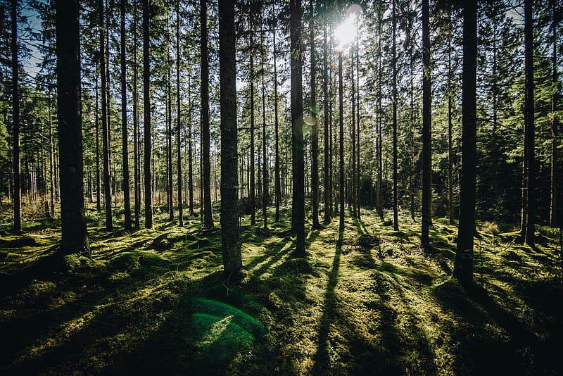 Forest Sun Rays, HD wallpaper