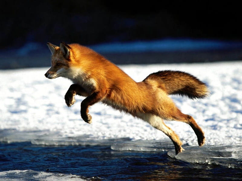 Leaping Fox-Animal, HD wallpaper | Peakpx