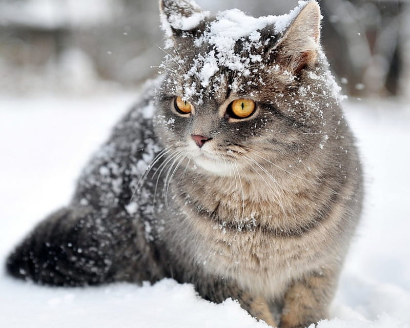 Cat in winter, pets, winter, sweet, cute, snow, nature, HD wallpaper |