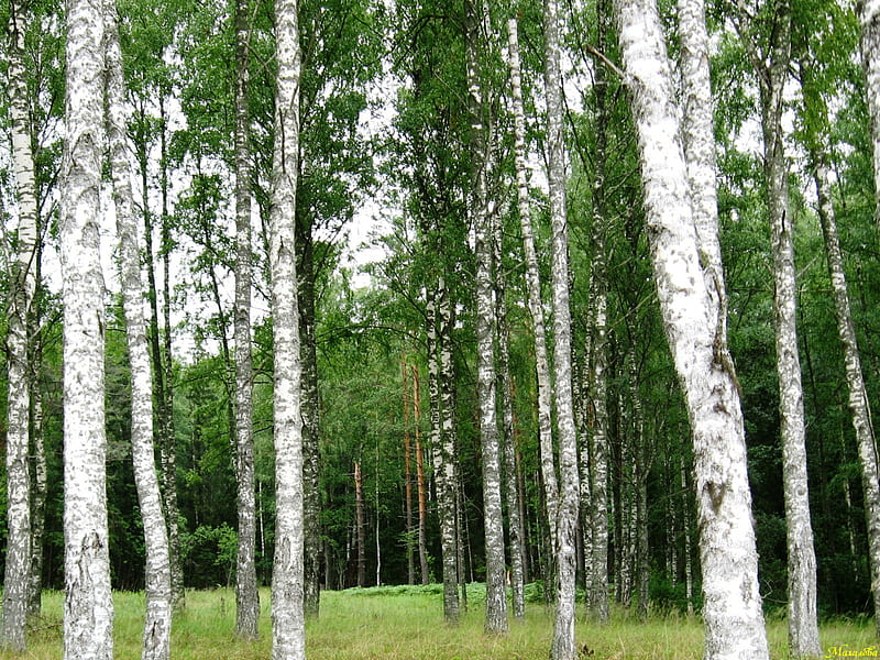 Birch tree forest, forest, birch, home, bonito, spring, trees, sky, tree, nice, green, nature, white, field, HD wallpaper