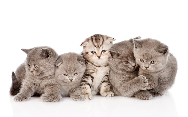 cute gray kittens, family, little cute animals, cats, British Shorthair cat, fluffy kittens, HD wallpaper