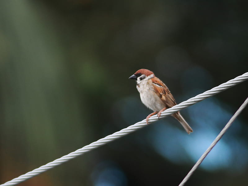 sparrow, bird, rope, focus, HD wallpaper