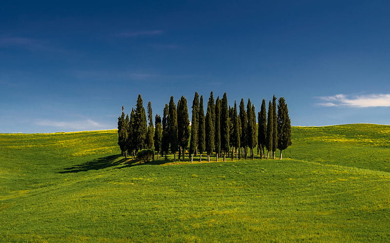 Tuscany, trees on a hill, green grass, green meadow, morning, sunrise, Italy, HD wallpaper