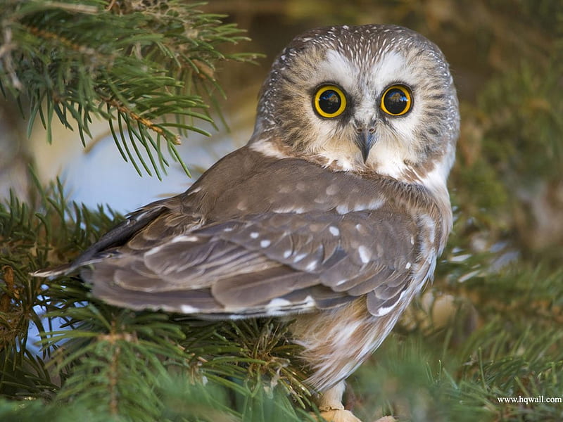 The Eyes Have It, owl, branch, watching, tree, big, pine, bird, wild, face, features, eyes, glare, HD wallpaper