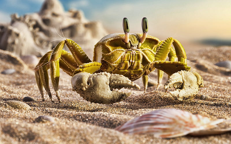 yellow crab, close-up, sand, wildlife, Metacarcinus anthonyi, HD wallpaper