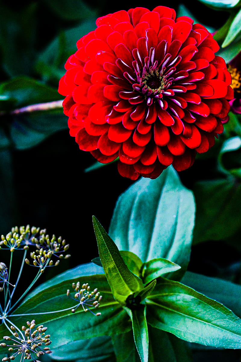 Red chrysanthemum, HD phone wallpaper | Peakpx