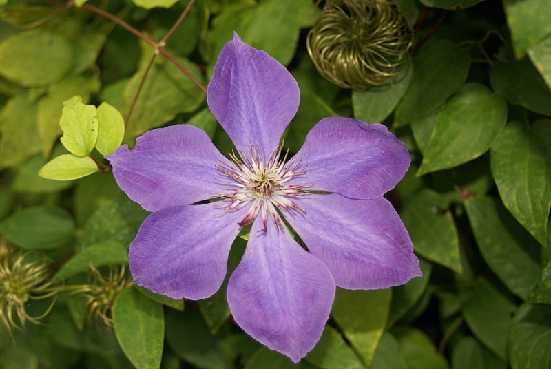 Flor morada, macro, jardín, plantas, al aire libre, follaje, flor, Fondo de  pantalla HD | Peakpx