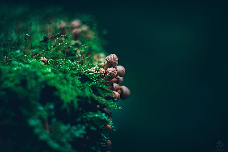 Earth, Mushroom, Macro, Moss, HD wallpaper