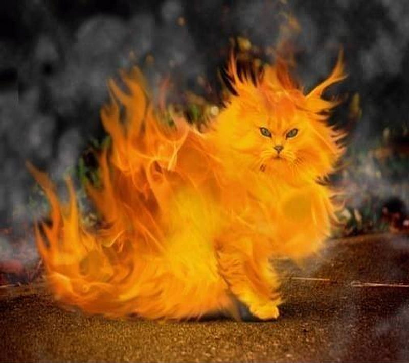 Cat On Fire, cat, fire, flame, kitty, HD wallpaper
