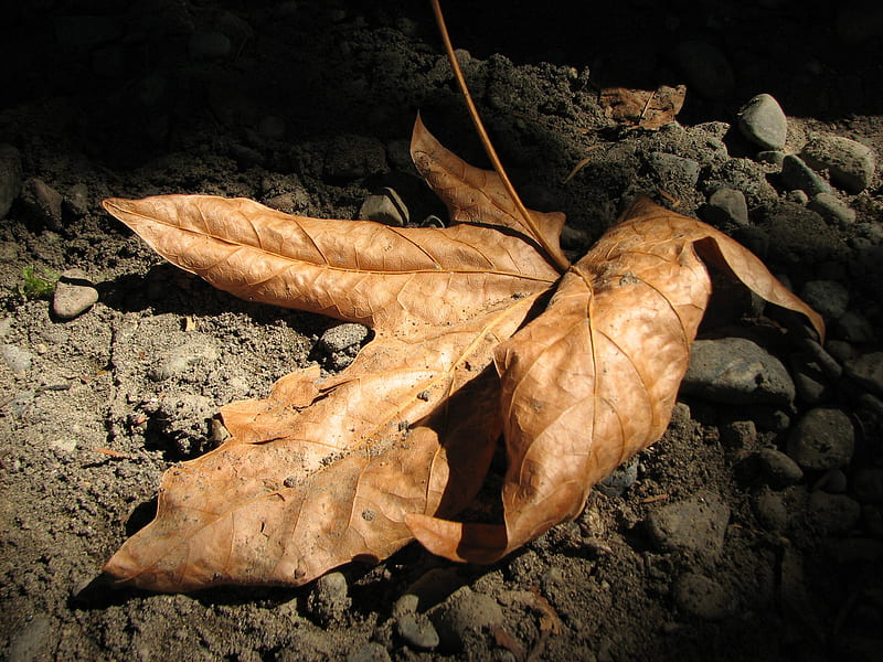 Dead Leaf on Dirt, woods, closeup, dirt, still-life, leaf, HD wallpaper