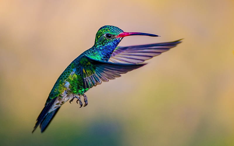 Hummingbird, wings, humming-bird, bird, green, pasare, colibri, blue, HD wallpaper