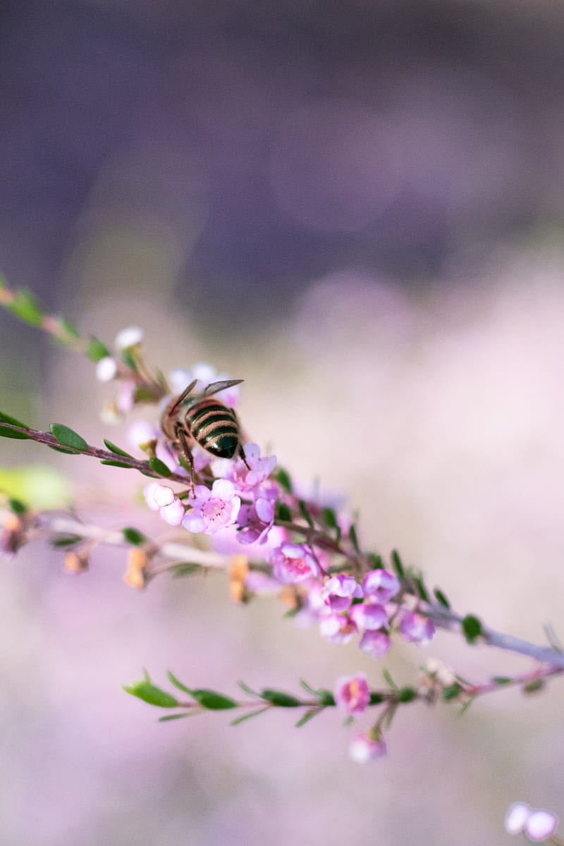 bee, flowers, branch, macro, HD phone wallpaper