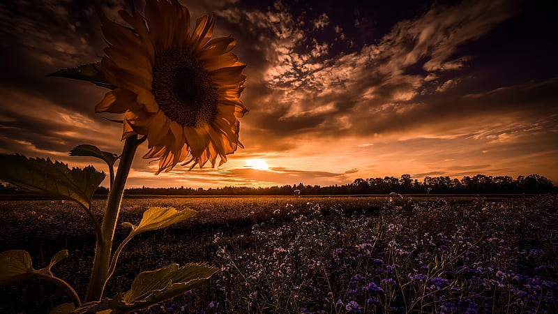 Closeup View Of Yellow Sunflower Purple Flowers Field Under Black Clouds White Sky During Sunset Nature, HD wallpaper