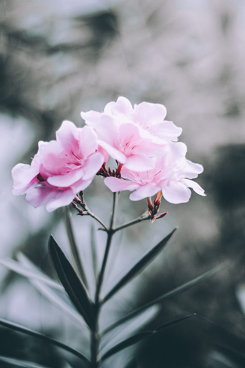 selective focus of pink broad petaled flowers, HD phone wallpaper