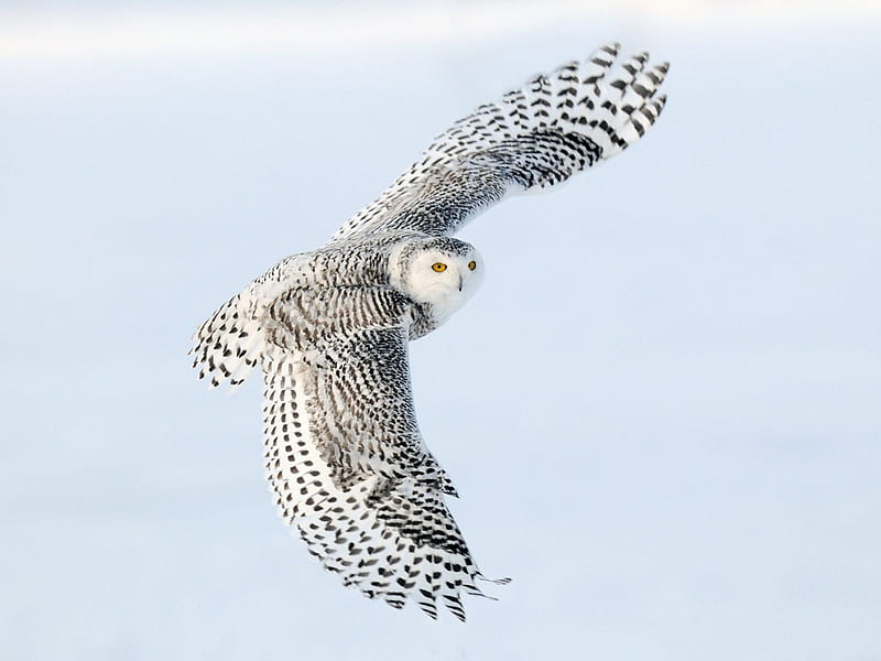 Flying snow owl, skies, owl, bird, flying, HD wallpaper