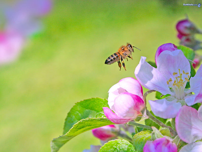 Nature at Work, bee, leaves, flowers, colour, blooms, white, pink, HD wallpaper