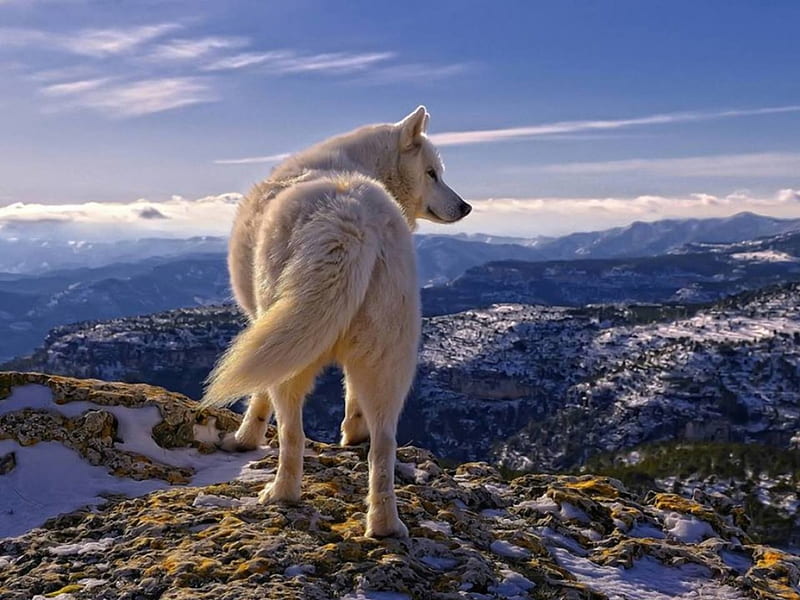A white wolf, frumos, singur, lupul, alb, HD wallpaper
