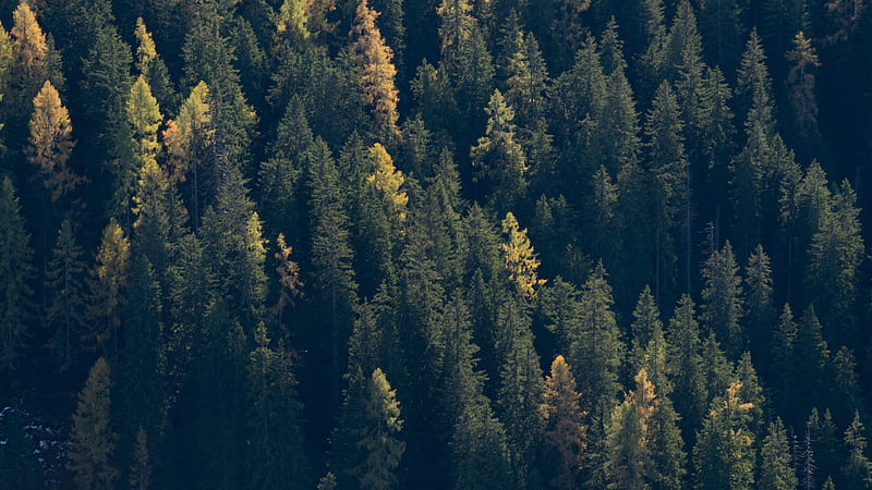 forest, trees, spruce, dark u 16:9 background, Conifer Forest, HD wallpaper