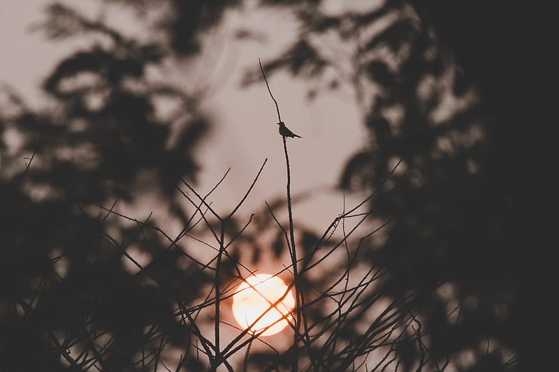 sunset, sun, branches, bird, dark, HD wallpaper