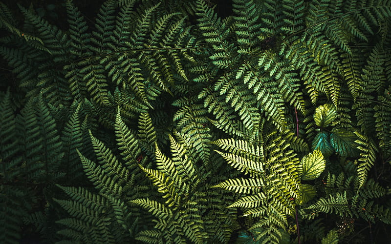 fern leaves texture, natural texture, green leaves background, ecology, environment, leaves texture, fern, HD wallpaper