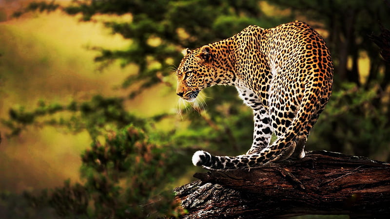 Leopard, predator, tree, nature, wilderness, cat, sunset, HD wallpaper
