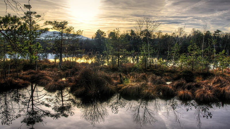wonderful swamp landscape r, grass, r, sunset, trees, swamp, HD wallpaper