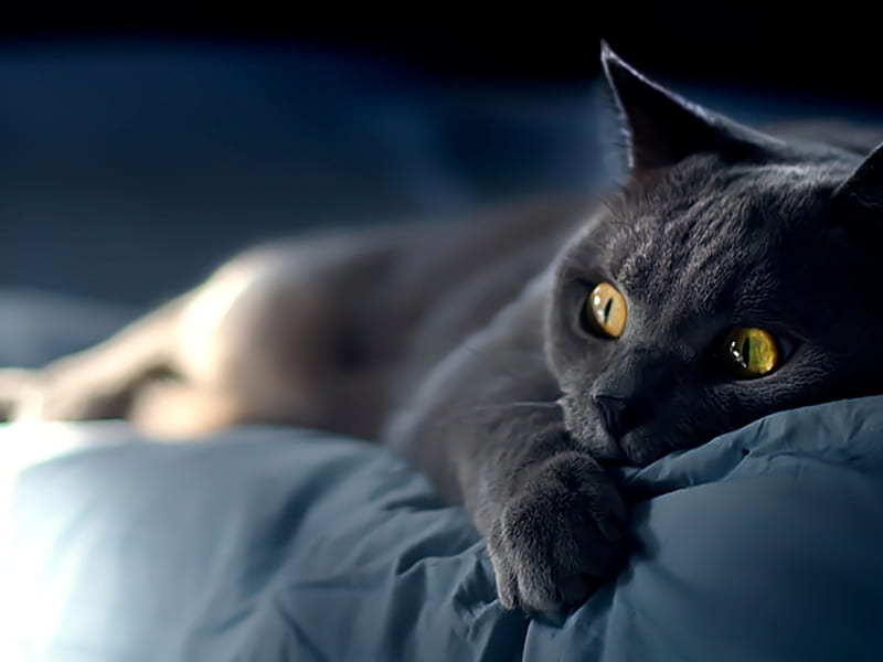 Mèo là động vật rất đáng yêu, nhưng chúng cũng cần được nghỉ ngơi để giải tỏa căng thẳng và mệt mỏi. Chủ đề động vật và hình nền HD sẽ mang lại sự thoải mái cho bạn khi trang trí cho máy tính của mình một bức hình nền động vật đáng yêu này.