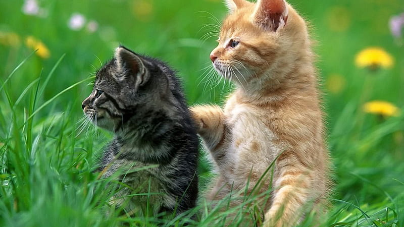 Brown Black Cat Kittens Are Standing On Green Grass Cute Cat, HD wallpaper