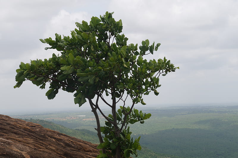 árbol de la naturaleza, , naturaleza, árbol, Fondo de pantalla HD | Peakpx