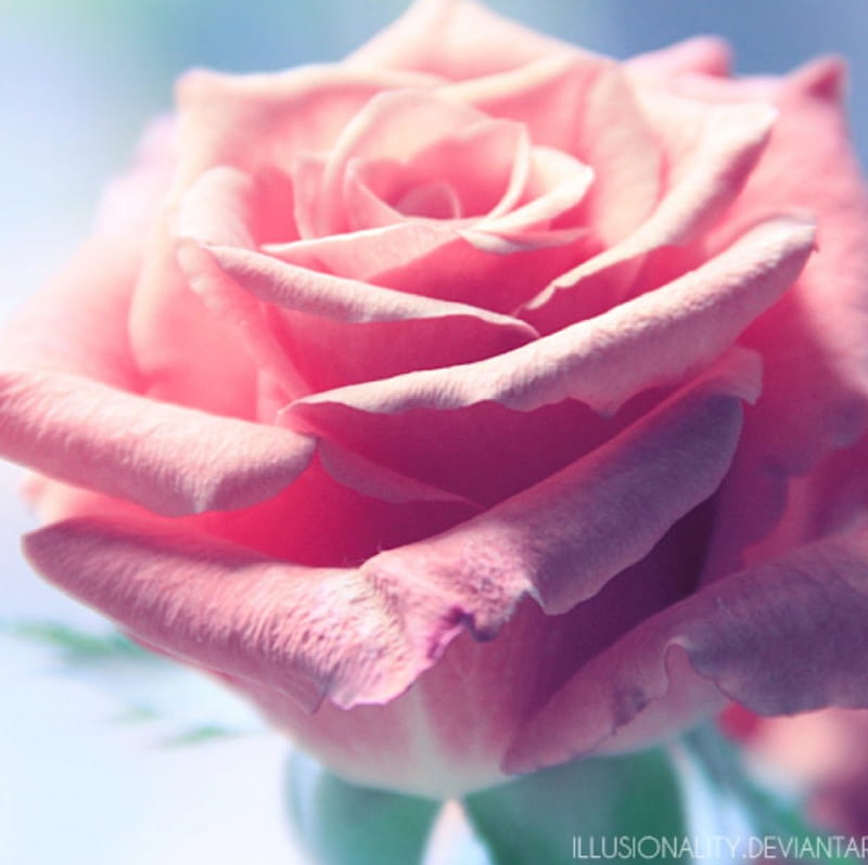 Feel the breeze, rose, flower, nature, soft, pink, HD wallpaper | Peakpx
