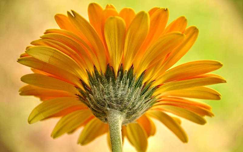 Gerbera amarilla, amarilla, gerbera, flores, naturaleza, Fondo de pantalla  HD | Peakpx