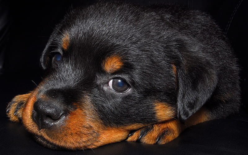 Rottweiler puppy, close-up, pets, small rottweiler, dogs, Rottweiler, cute animals, Rottweiler Dog, HD wallpaper