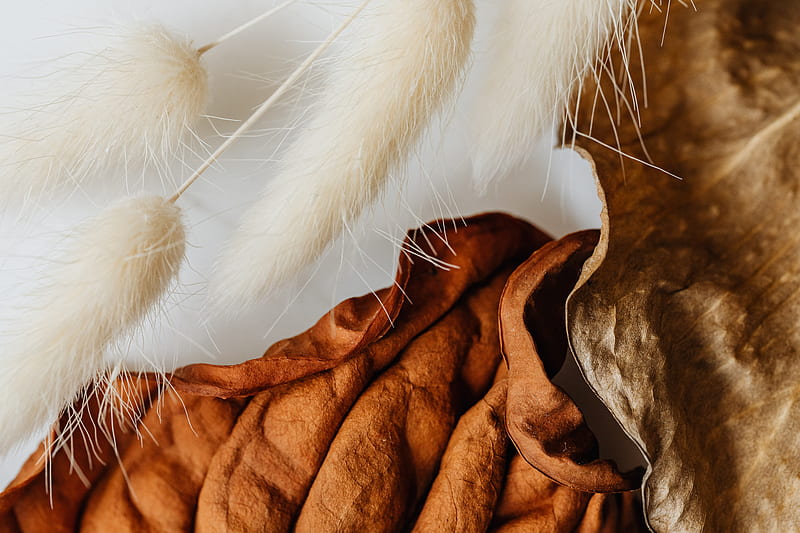 White Fur on Brown Dried Leaves, HD wallpaper