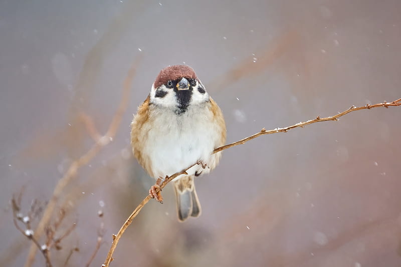 sparrow, bird, branch, winter, snow, HD wallpaper