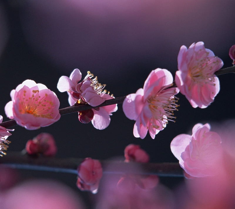 Peach Blossom, flowers, nature, nexus, HD wallpaper