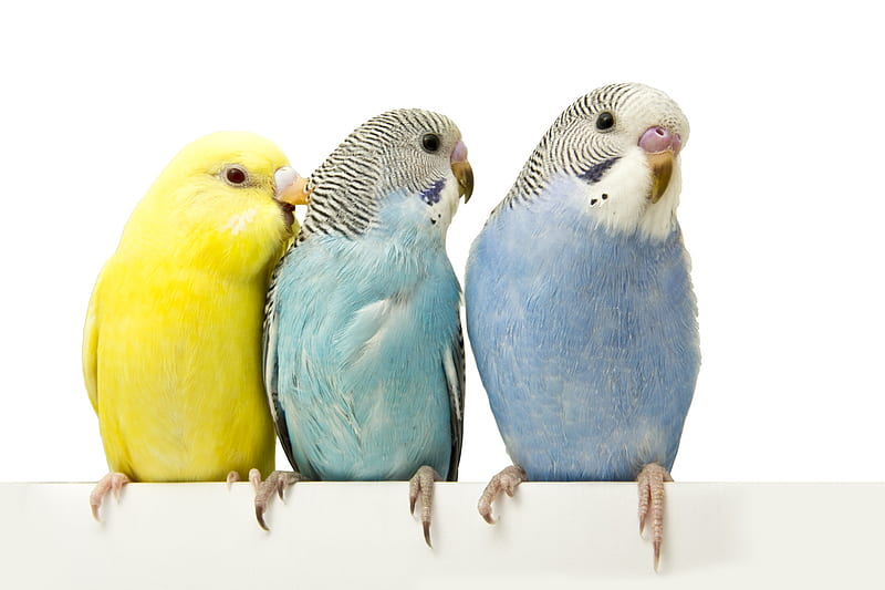 Parrots, perus, pasare, yellow, parrot, cute, bird, trio, white, blue, HD wallpaper