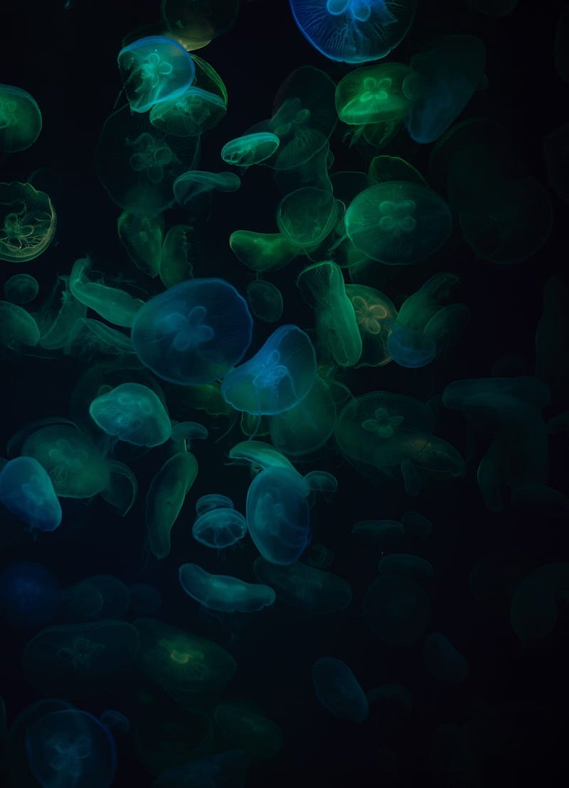 jellyfish, underwater world, dark, transparent, HD phone wallpaper