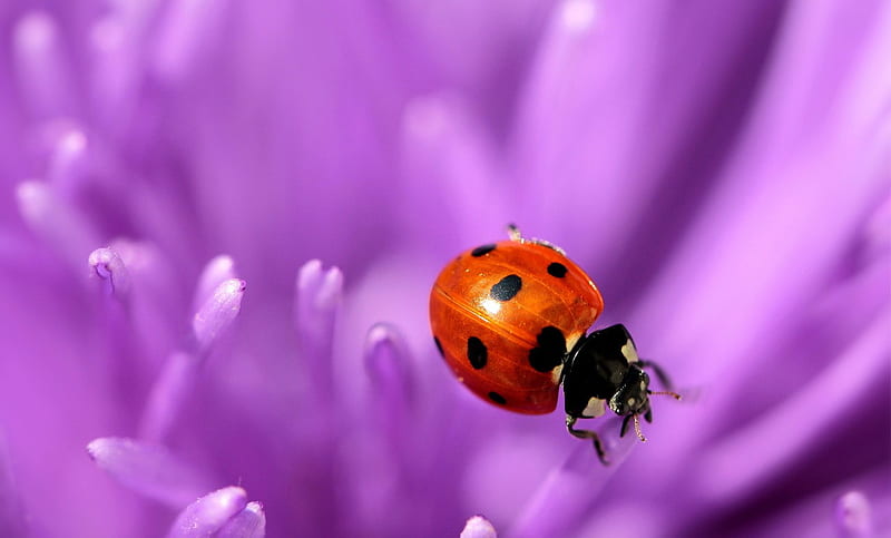 Ladybug, red, beetle, ladybird, bug, purple, macro, flower, nature, HD wallpaper