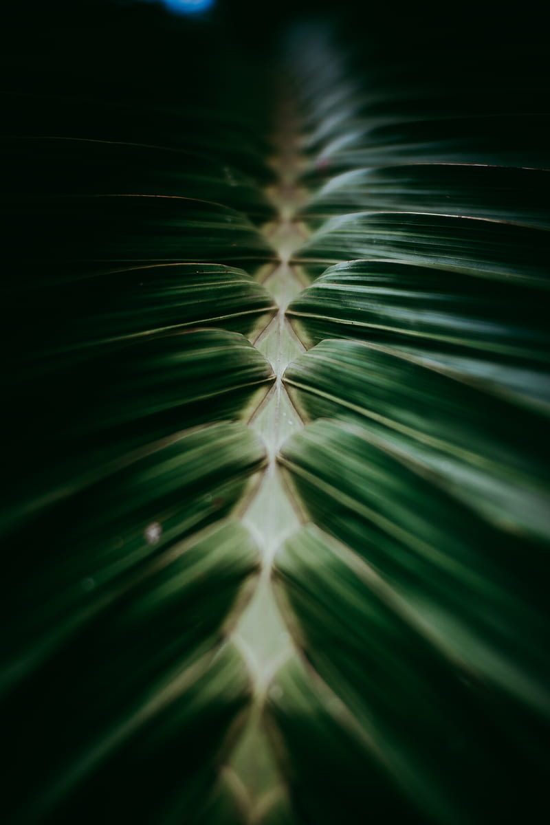plant, macro, leaves, dark, green, HD phone wallpaper