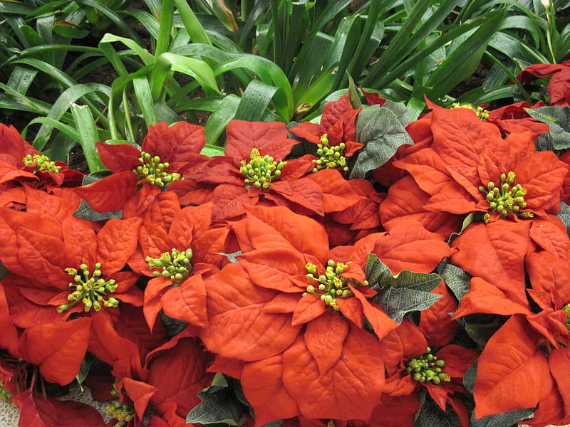 Red poinsettias, red, graphy, green, flowers, poinsettia, HD wallpaper