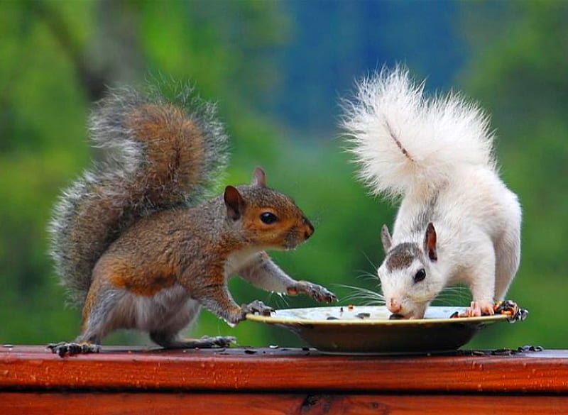 White Squirrel, cool, white, squirrels, HD wallpaper