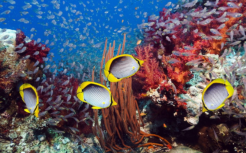 Coral Reef and Yellow Fishes, oceans, fish, yellow, nature, sealife, coral reefs, HD wallpaper