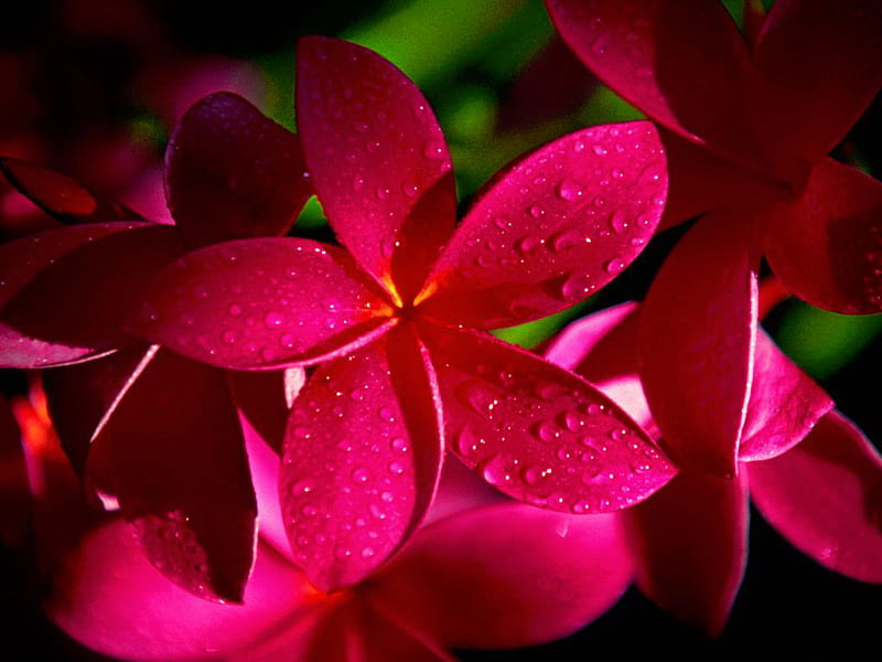 Beautiful red plumeria, red, pretty, wet, lovely, plumeria, bonito, nice, flower, nature, HD wallpaper