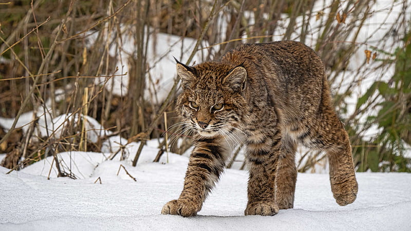 Big Cat Lynx Is Walking On Snow Lynx, HD wallpaper