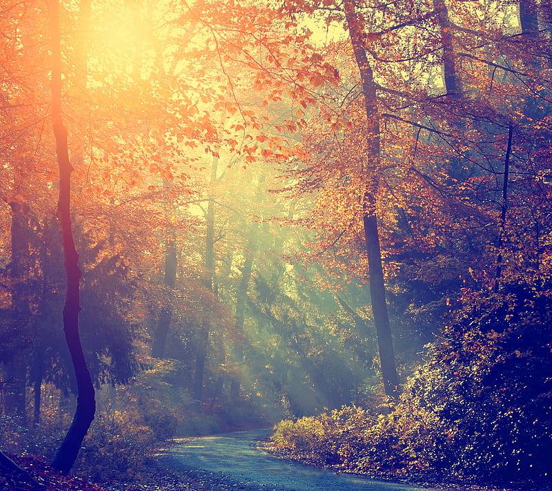 Sun Thrue, autumn, colors, forest, nature, sunshine, trees, HD wallpaper