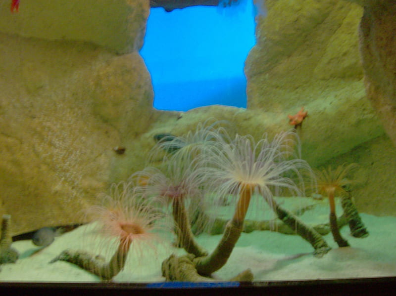 tube anemone at sea world san diego, sea world, anemone, HD wallpaper
