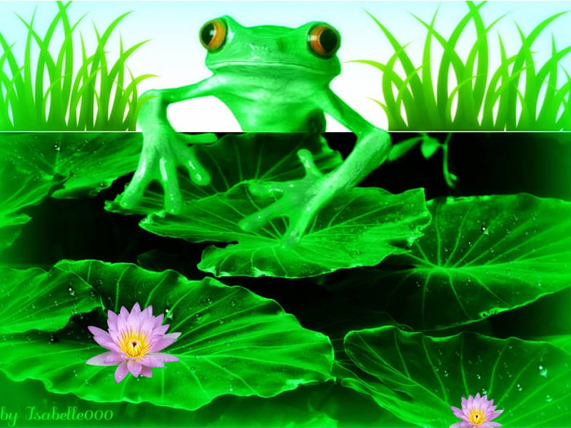 Froggie ART , pond, frog, fantasy, lotus, grass, flower, nature, HD wallpaper