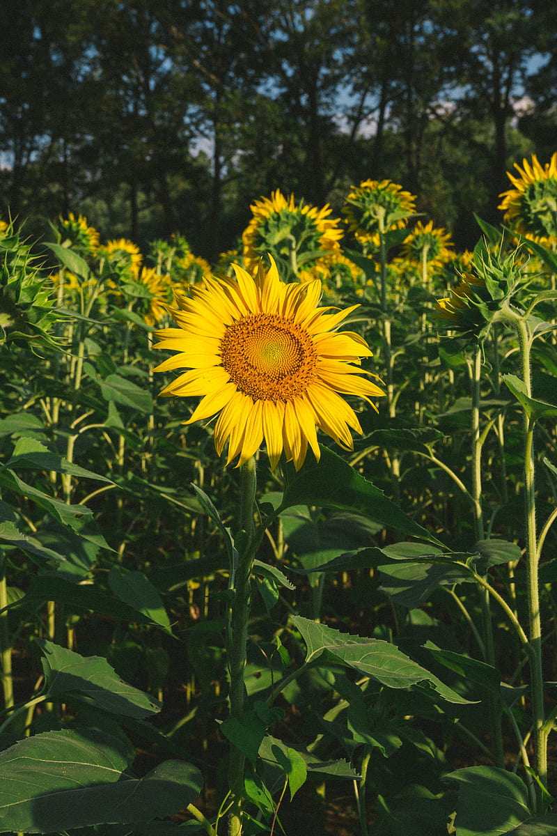 sunflower, flower, yellow, field, summer, HD phone wallpaper