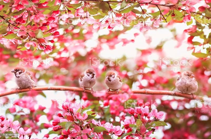 Little birds Sparrow, Pink, Spring, Trees, Sitting, Sparrow, HD wallpaper
